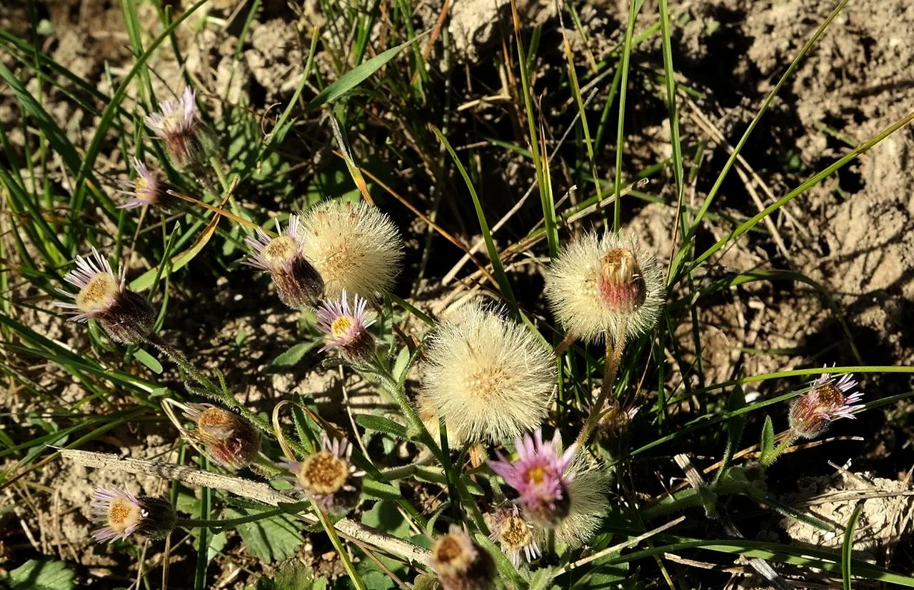 Image of Erigeron orientalis specimen.