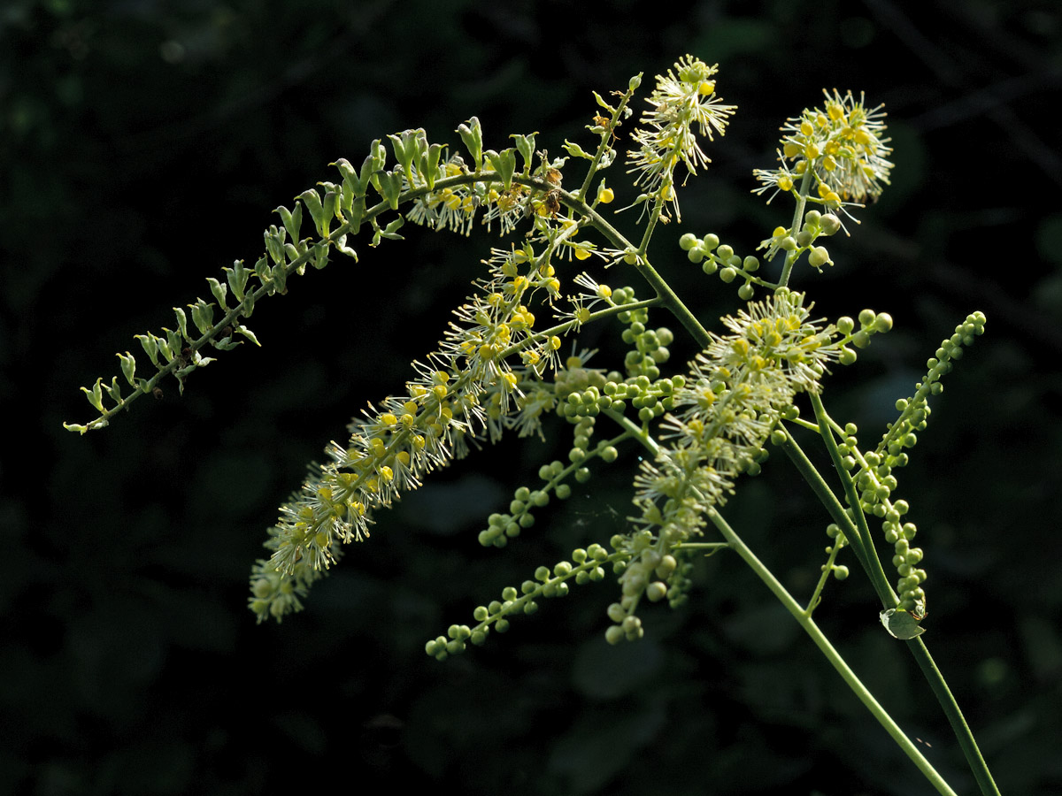 Image of Cimicifuga europaea specimen.