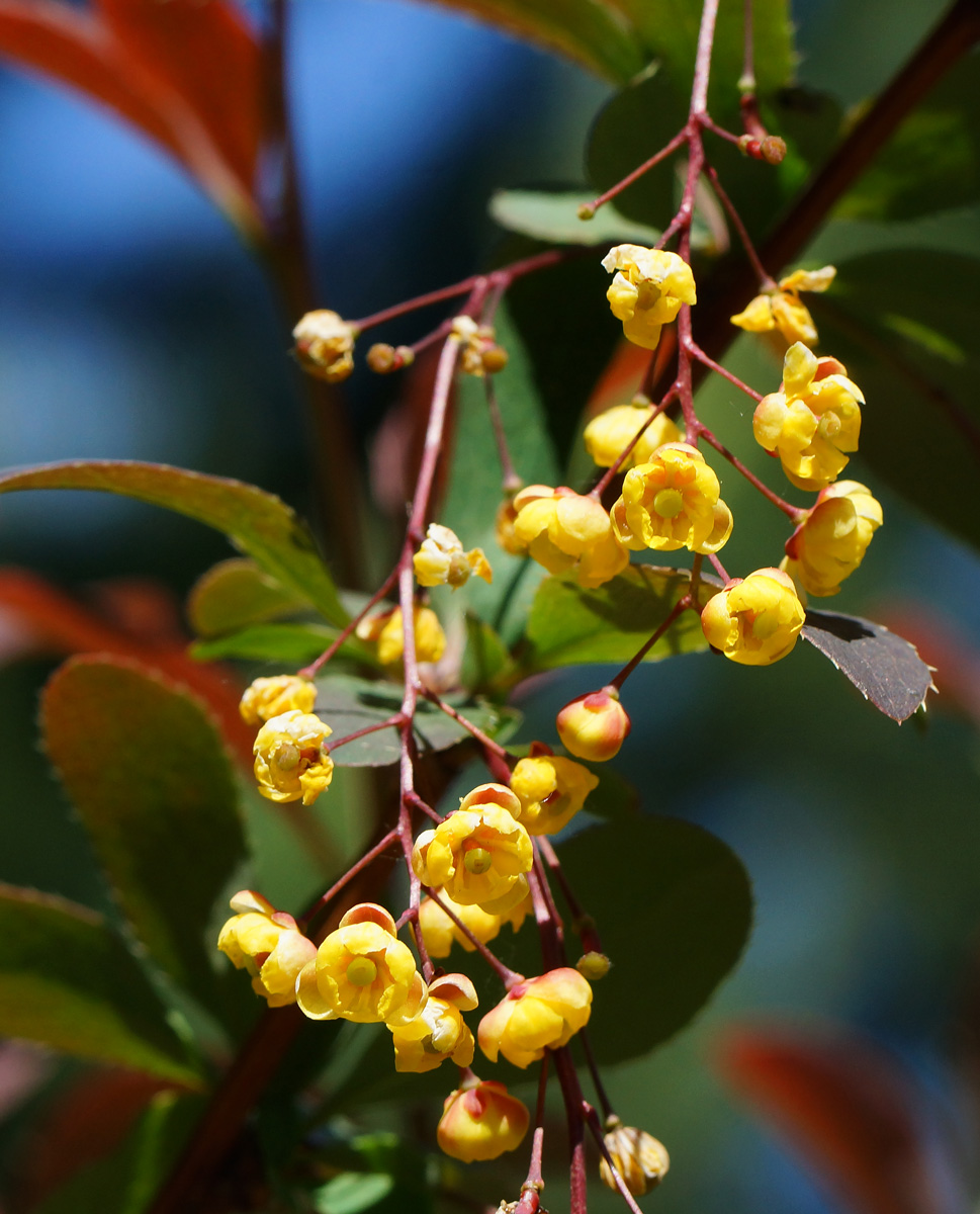 Image of Berberis vulgaris f. atropurpurea specimen.