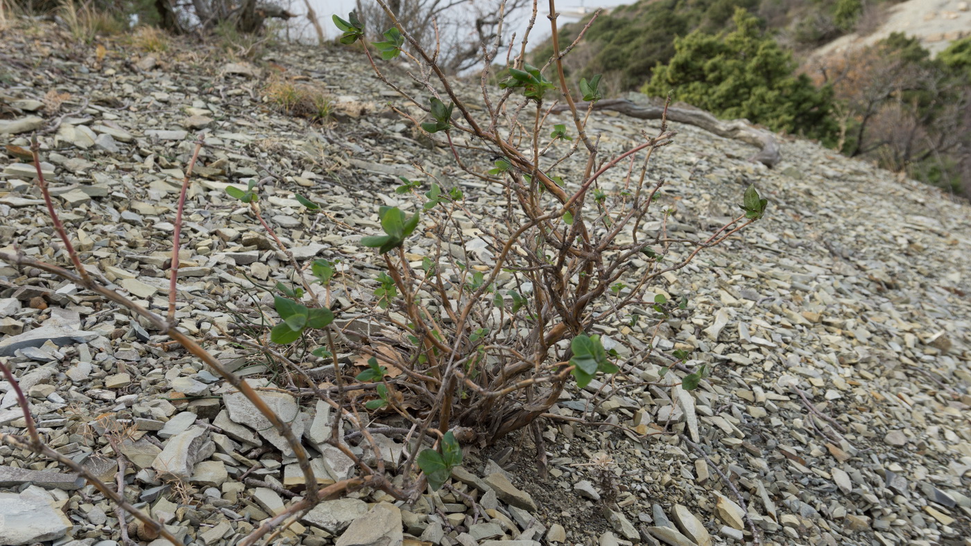 Image of Lonicera etrusca specimen.