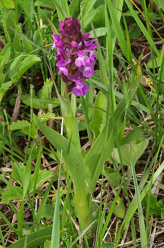 Изображение особи Dactylorhiza urvilleana.