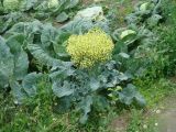 Brassica oleracea var. capitata