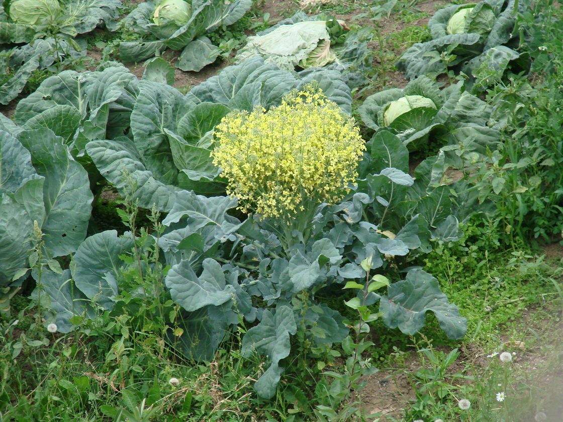 Изображение особи Brassica oleracea var. capitata.