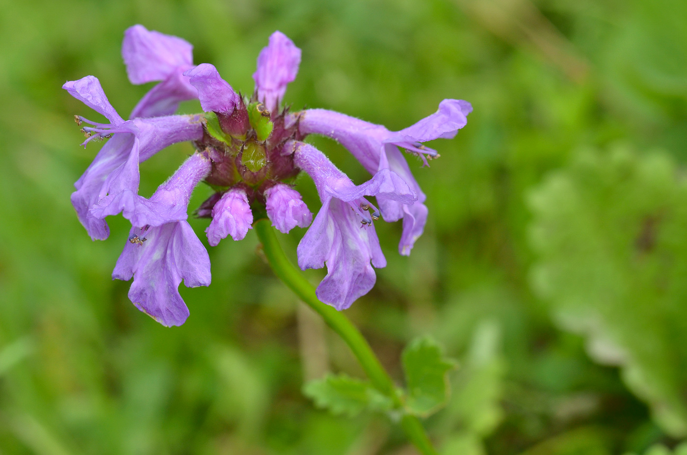 Image of Betonica macrantha specimen.