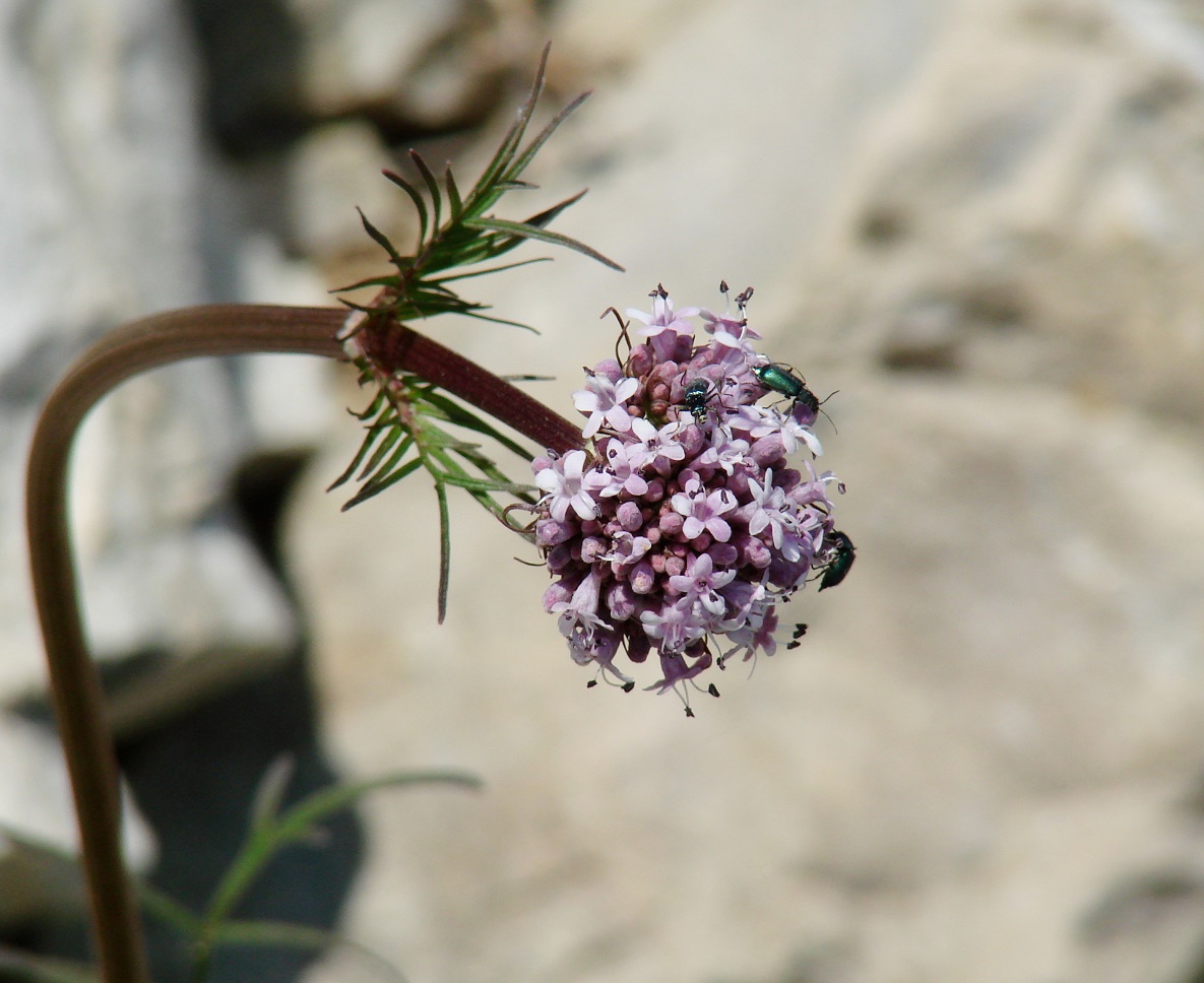 Изображение особи род Valeriana.