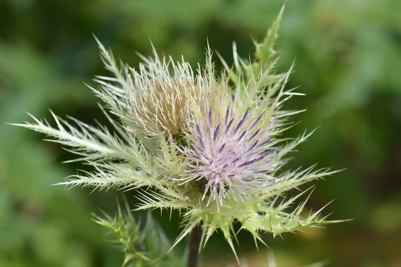 Изображение особи Cirsium obvallatum.