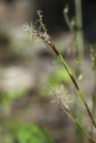 Carex digitata