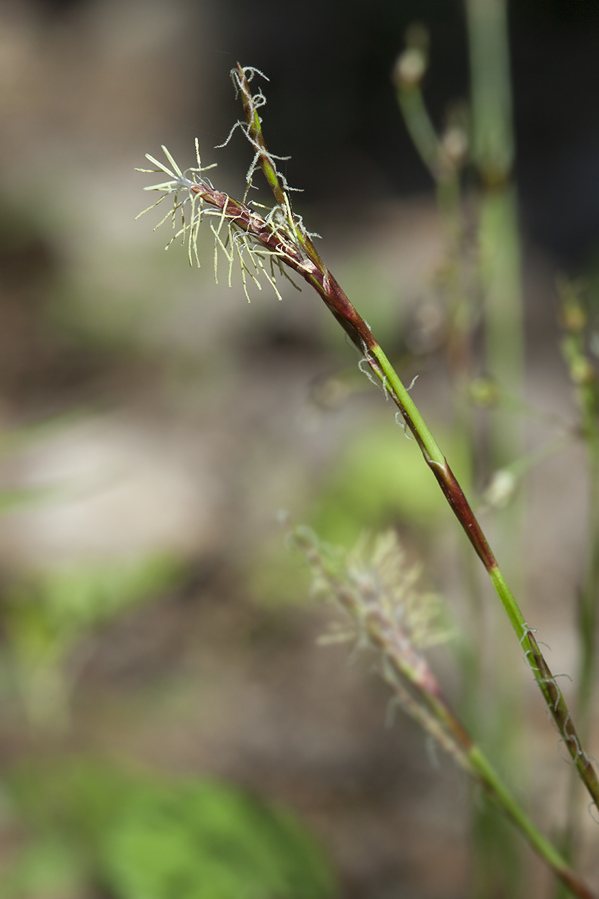 Изображение особи Carex digitata.