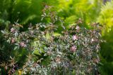 Rosa glauca. Верхушка цветущего растения. Кировская обл., г. Киров, Ботанический сад Вятского государственного университета, в культуре. 29.06.2018.