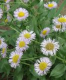 Erigeron speciosus