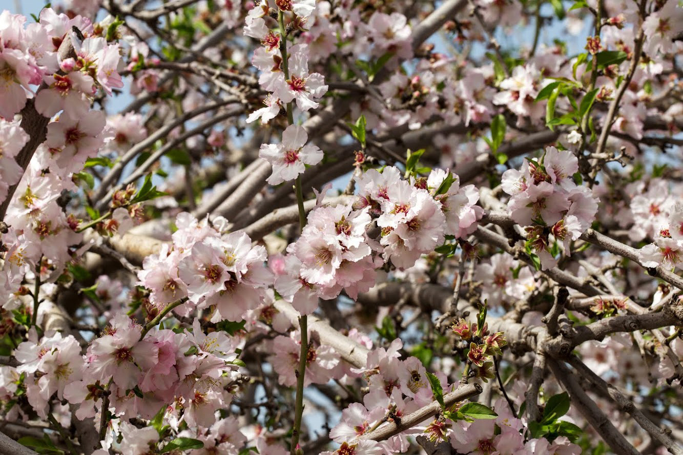 Миндаль простой. Миндаль обыкновенный Горький. Amygdalus communis. Amygdalus spinosissima. Миндаль Плантариум.