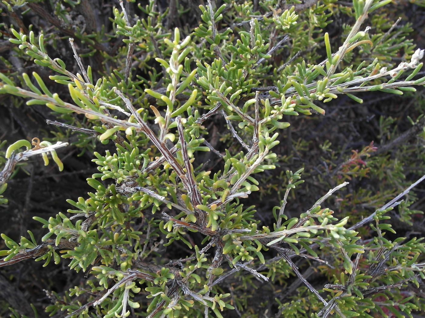 Image of Salsola arbusculiformis specimen.