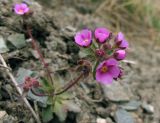 Androsace sajanensis