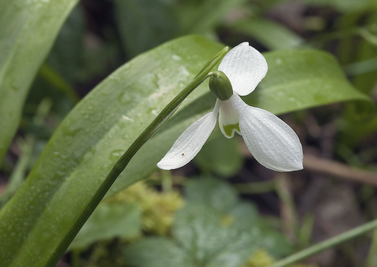 Изображение особи Galanthus woronowii.