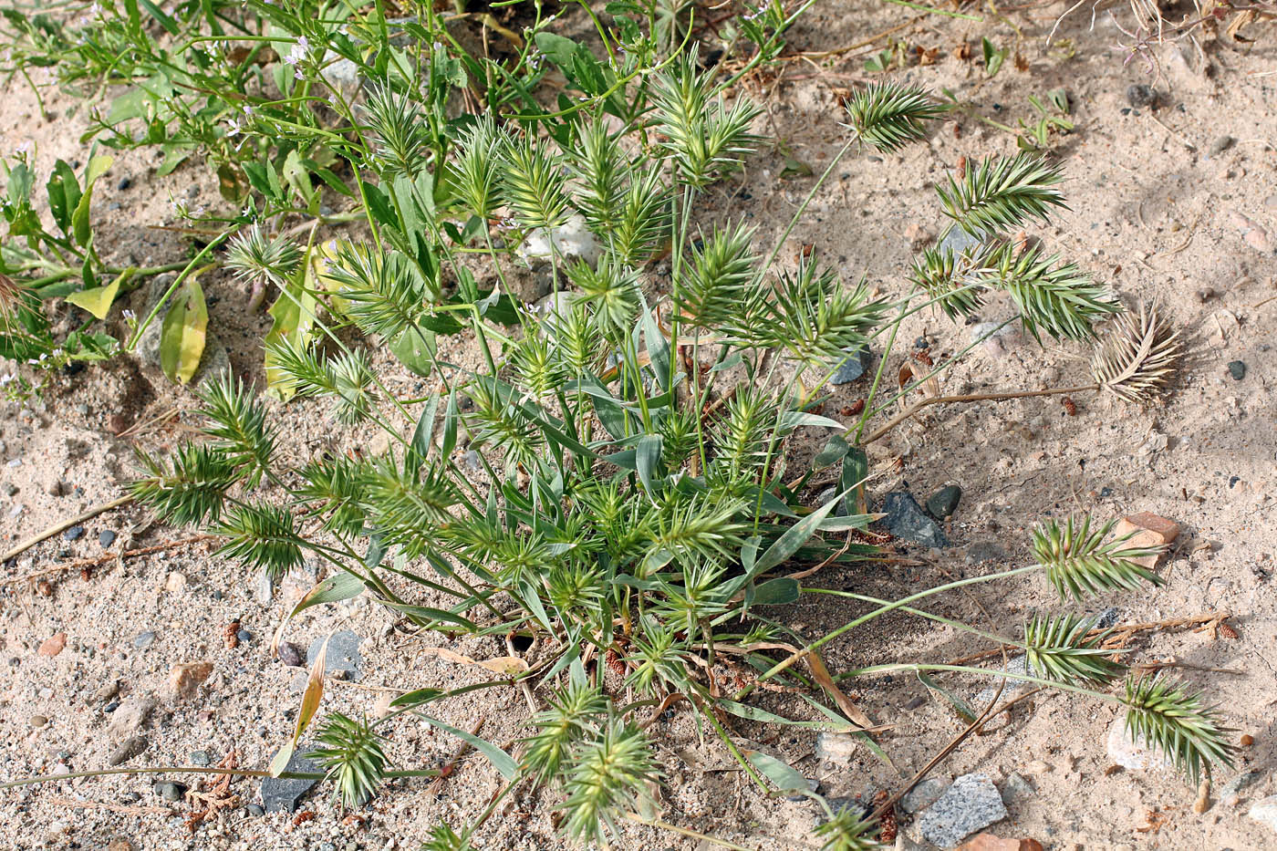 Image of Eremopyrum bonaepartis specimen.