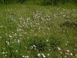 Convolvulus cantabrica