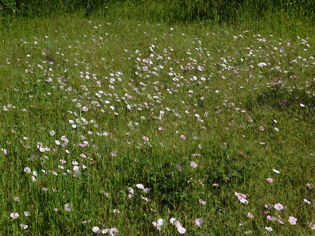 Image of Convolvulus cantabrica specimen.