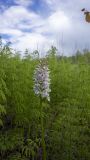 Dactylorhiza fuchsii