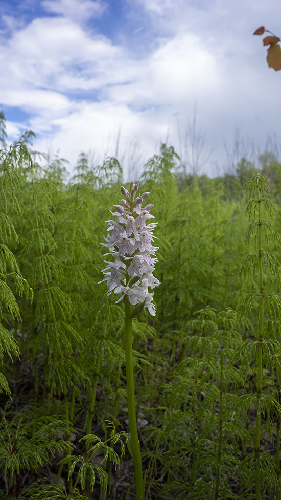 Image of Dactylorhiza fuchsii specimen.