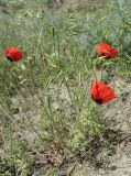 genus Papaver. Цветущее и плодоносящее растение. Дагестан, Магарамкентский р-н, окр. с. Гарах, остепнённый склон. 4 июня 2019 г.