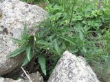 Scrophularia orientalis. Нижняя часть плодоносящего растения. Кабардино-Балкария, Эльбрусский р-н, окр. г. Тырныауз, ок. 1400 м н.у.м., каменистый склон. 01.07.2019.