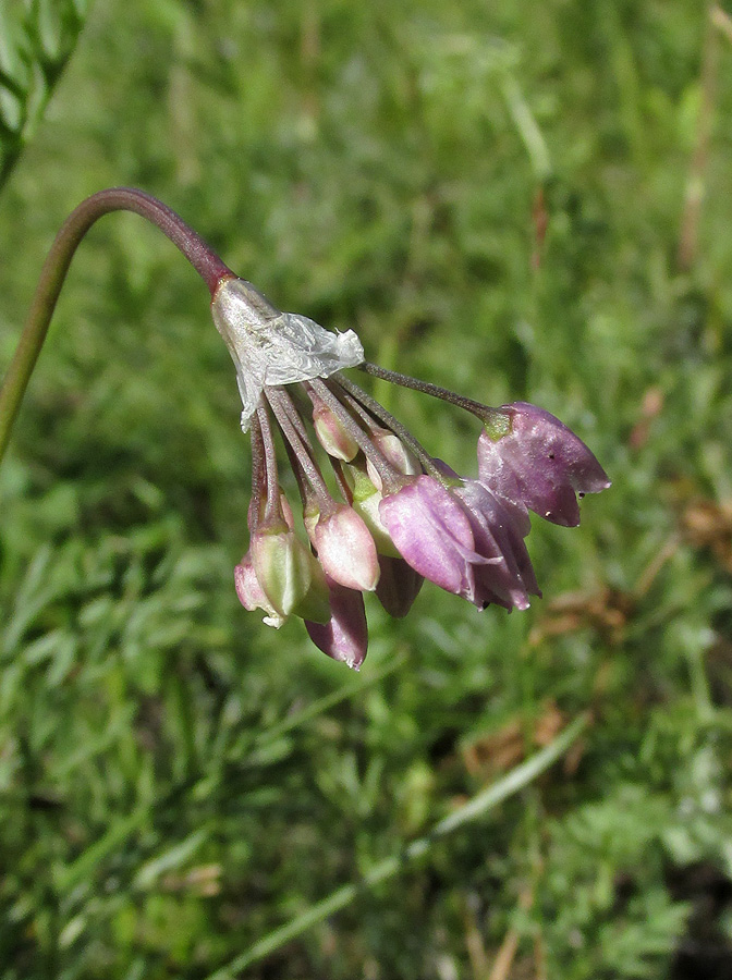 Image of Allium rubens specimen.