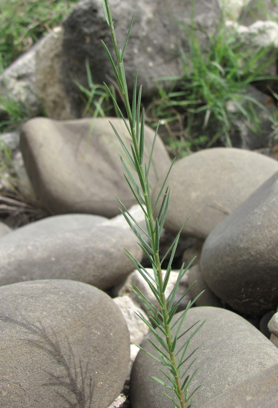 Image of Linum tenuifolium specimen.