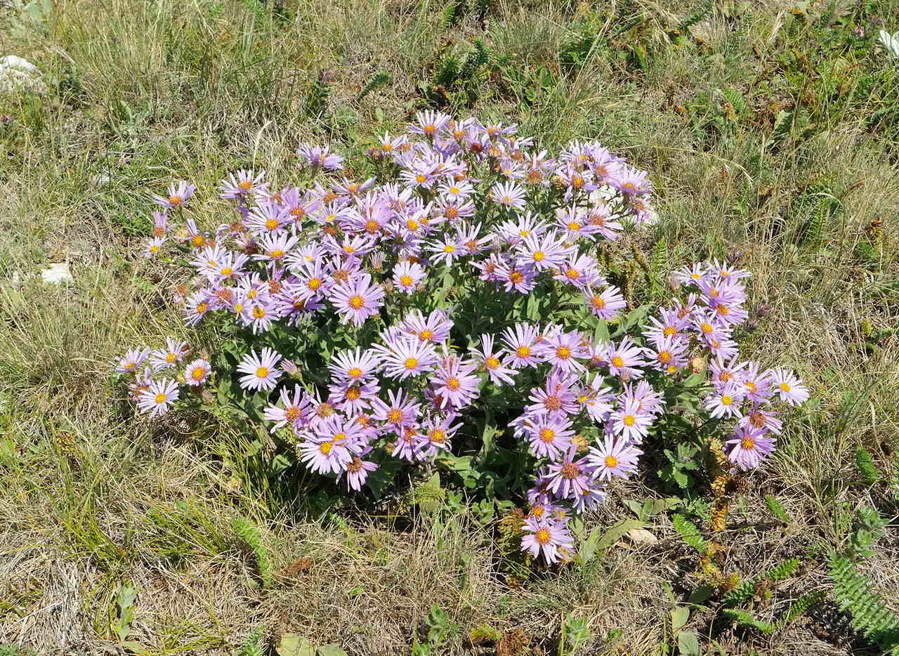 Image of Aster ibericus specimen.