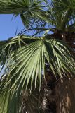 Washingtonia filifera