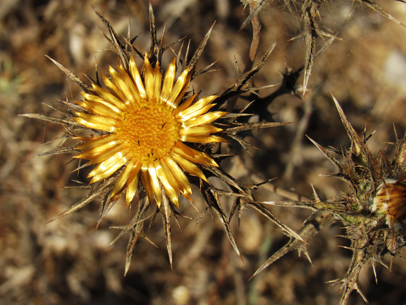 Изображение особи Carlina corymbosa.