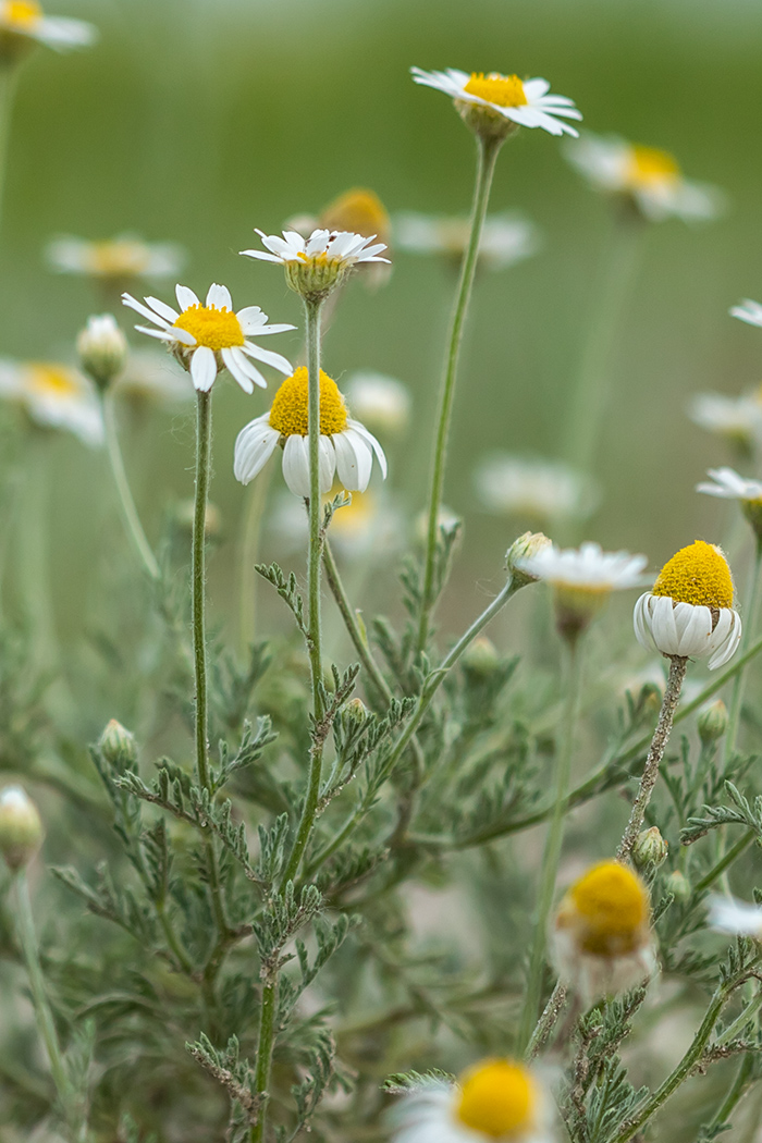 Изображение особи Anthemis ruthenica.