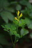 Corydalis ochotensis