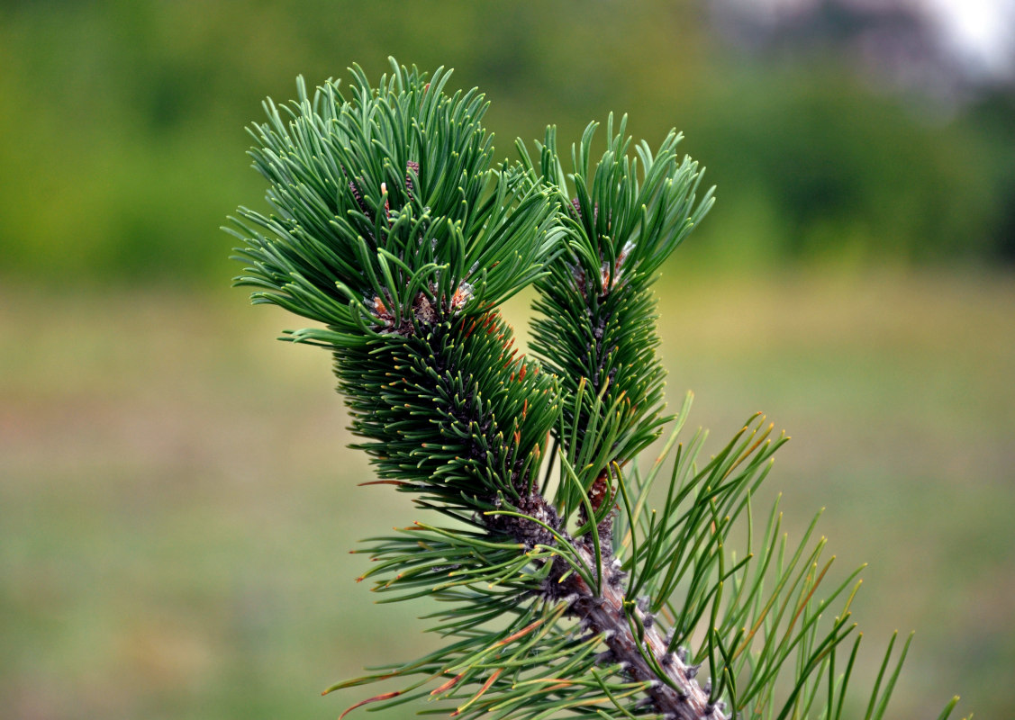 Image of Pinus mugo specimen.