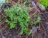 Cladonia phyllophora