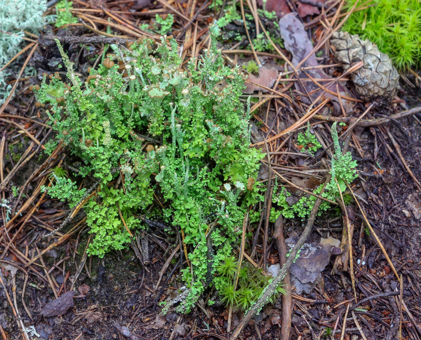 Изображение особи Cladonia phyllophora.