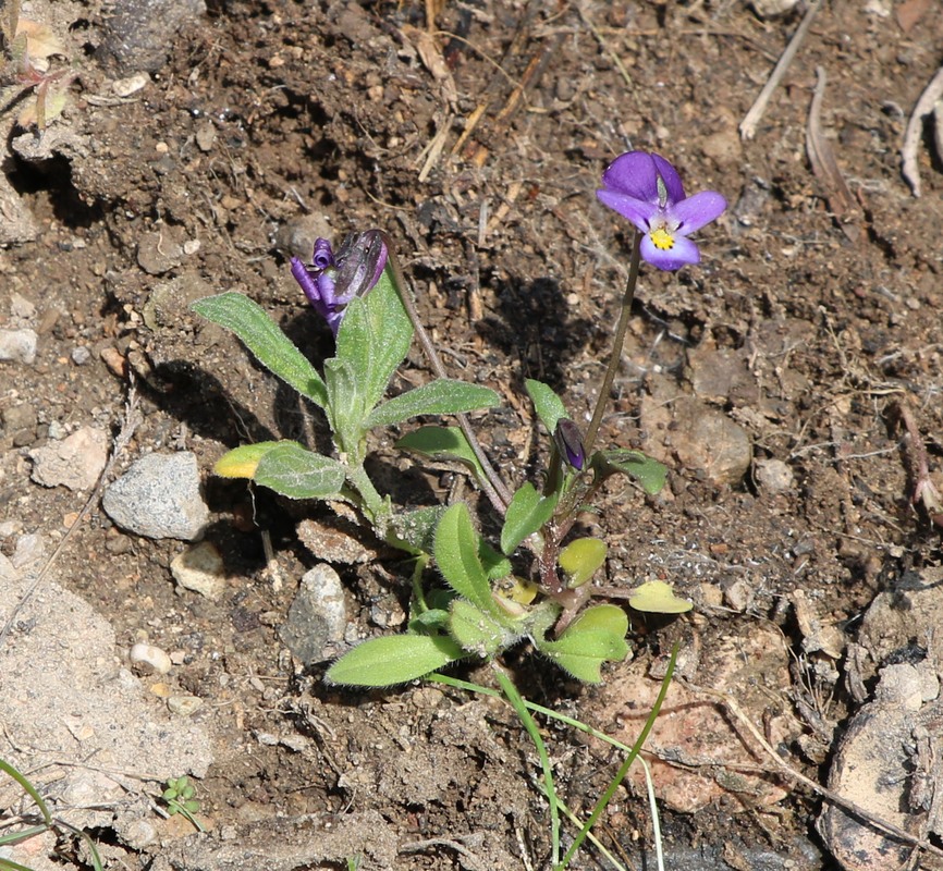 Изображение особи род Viola.