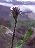 Erigeron uniflorus