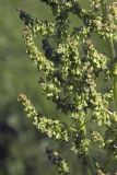 Rumex gmelinii. Часть соцветия. Сахалинская обл., Охинский р-н, окр. г. Оха, залив Уркт, заболоченный приморский луг. 23.07.2017.