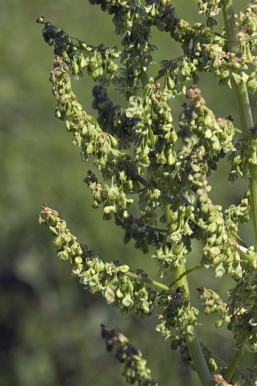 Image of Rumex gmelinii specimen.