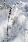 Silene sibirica. Сухое плодоносящее растение. Башкортостан, Белорецкий р-н, Узянский сельсовет, окр. с. Узян, хр. Суртанды, гребень. 2 ноября 2019 г.