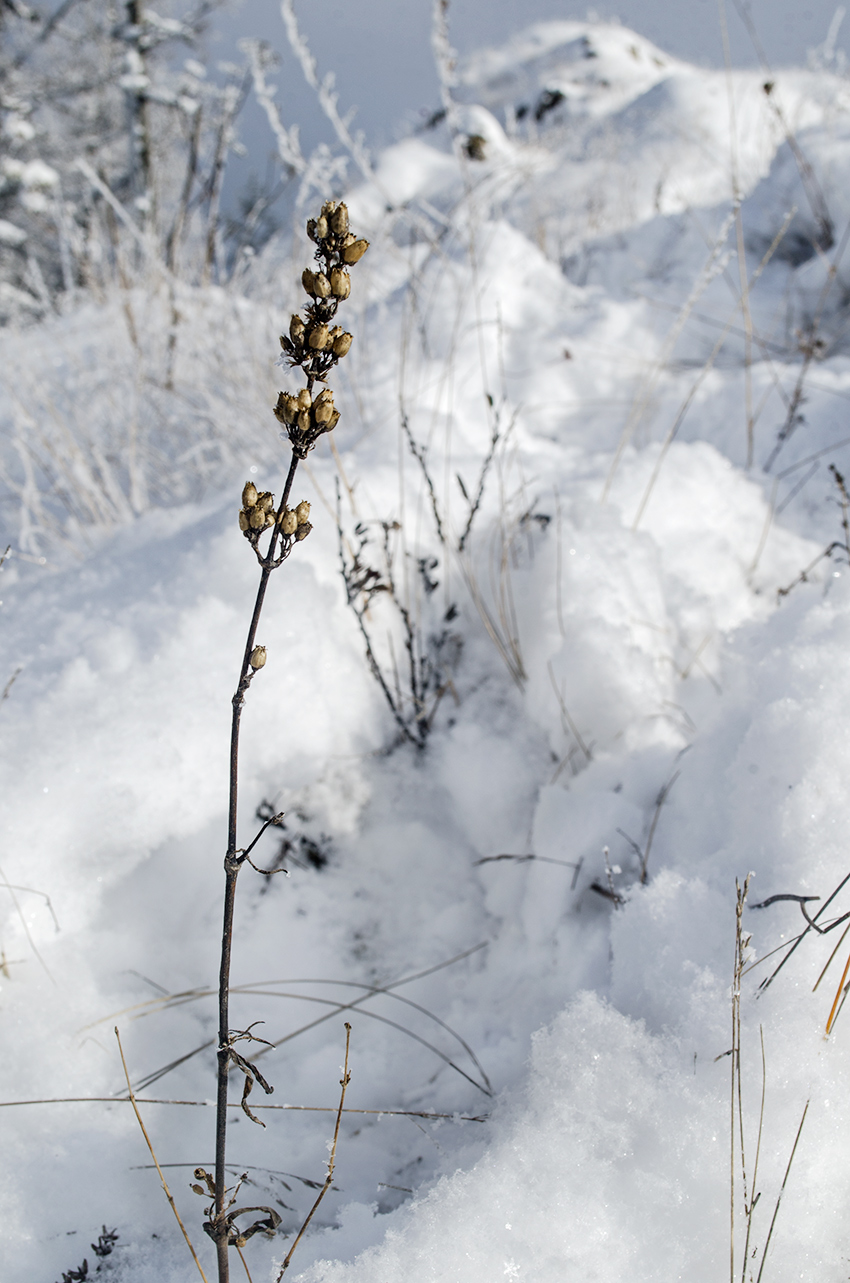 Image of Silene sibirica specimen.