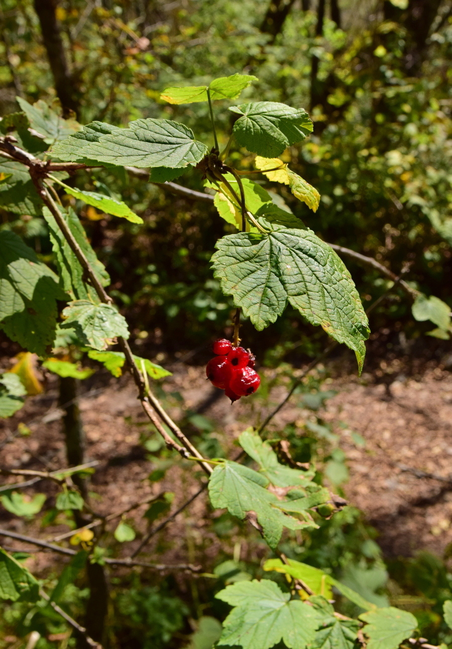 Изображение особи Ribes mandshuricum.