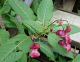 Impatiens glandulifera