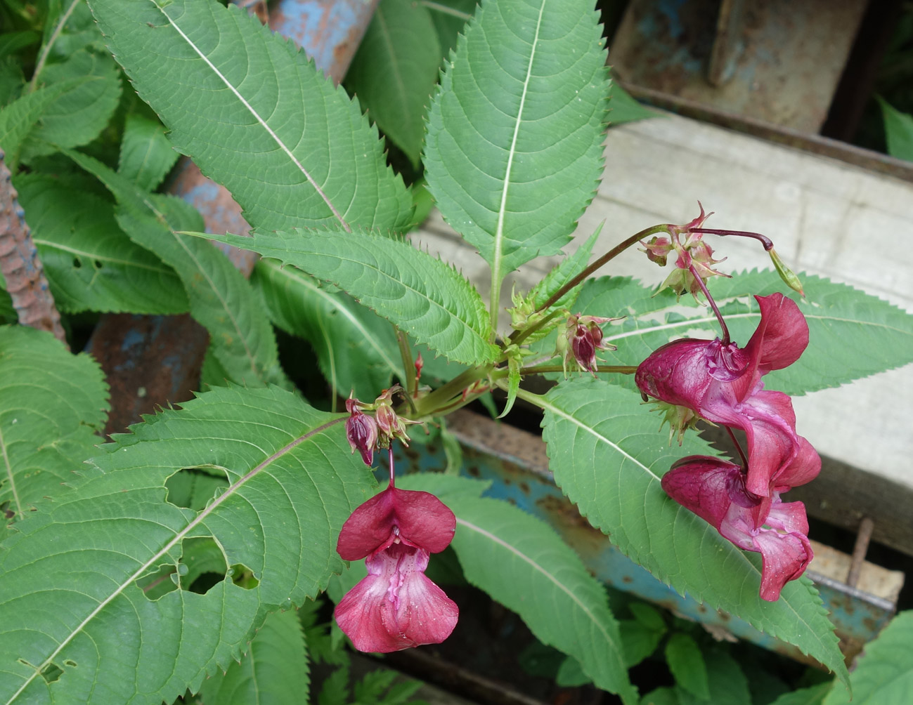 Image of Impatiens glandulifera specimen.