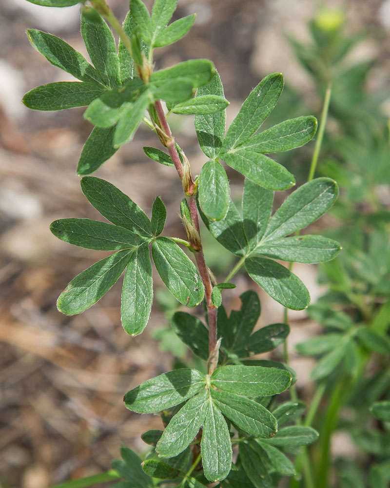 Image of Dasiphora fruticosa specimen.