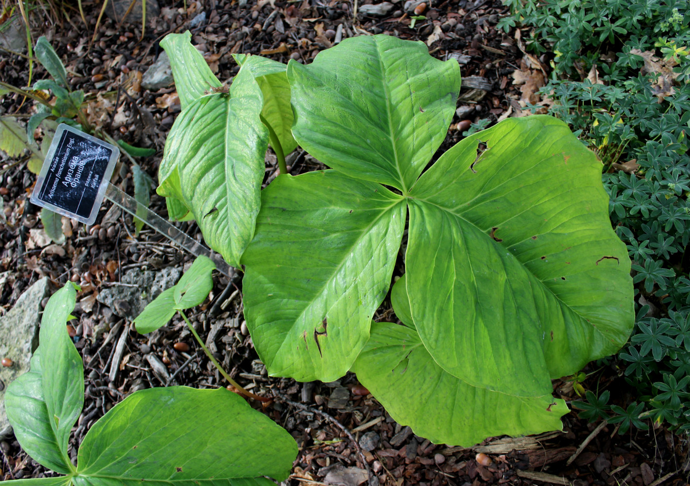 Изображение особи Arisaema franchetianum.