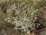 Eryngium campestre. Цветущее растение. Волгоградская обл., Светлоярский р-н, окр. села Червлёное, степь. 08.08.2018.