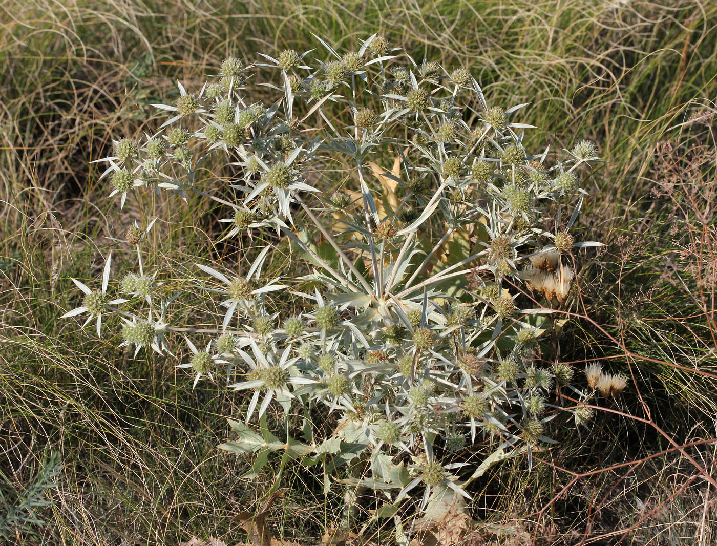 Изображение особи Eryngium campestre.