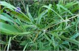 Centaurea scabiosa. Лист. Тверская обл., Ржевский р-н, р. Волга, окр. переката Рождественский. 30 июля 2010 г.