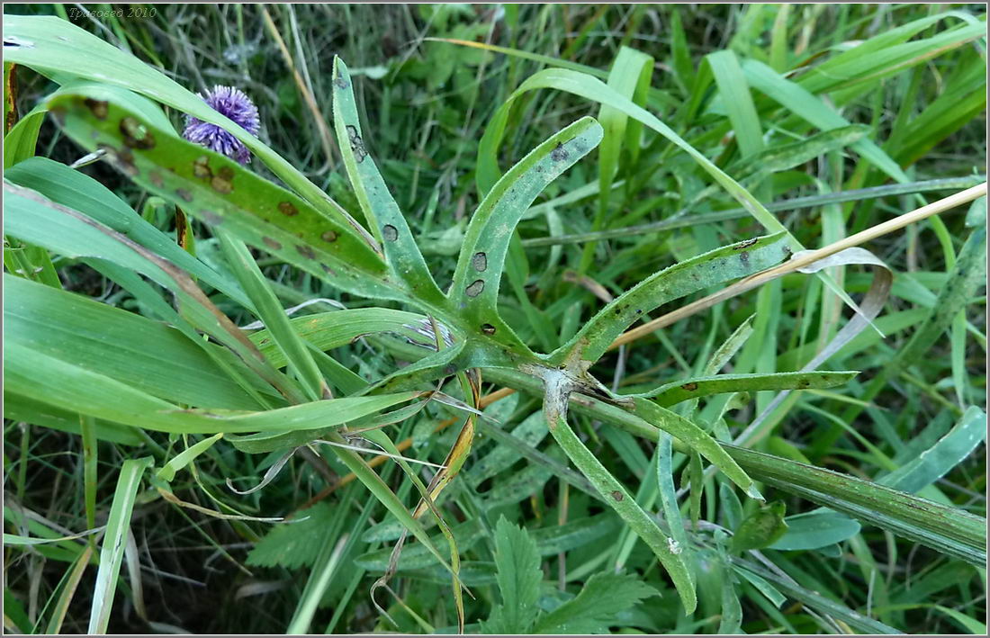 Image of Centaurea scabiosa specimen.